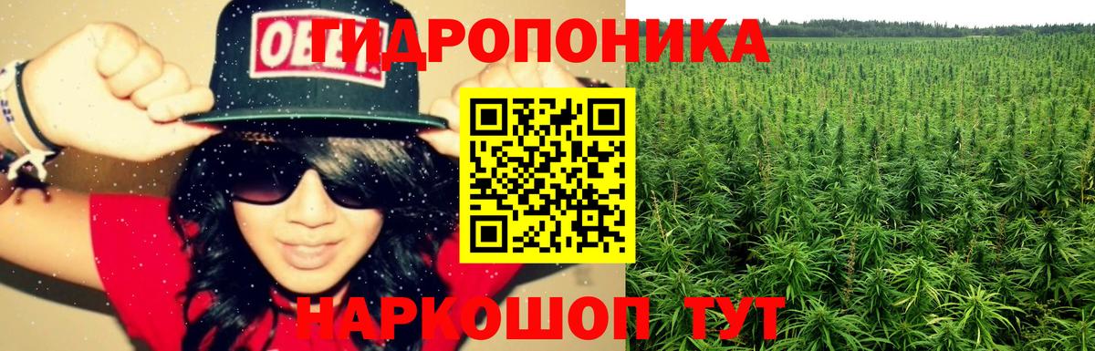 Канабис планчик Ессентуки